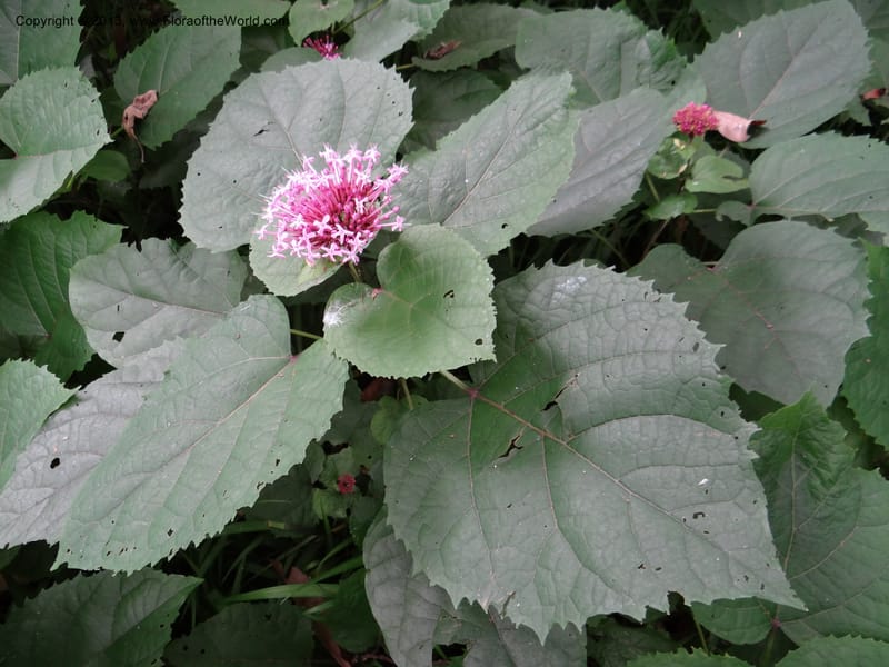 Clerodendrum bungeanum--China. Hangzhou. Hangzhou B. G. 10 Jun 2012. DSC02727 (41).JPG