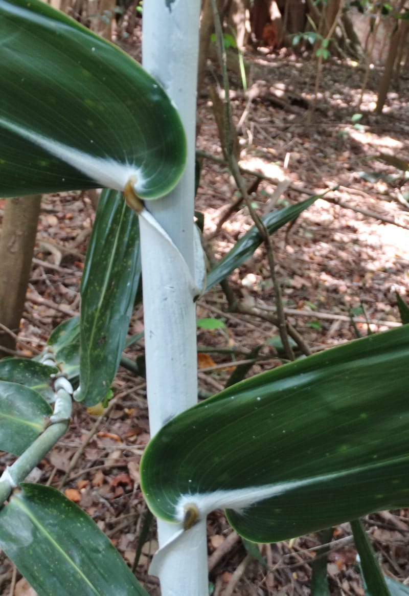 Flagellaria, Callmander, M 1254--New Caledonia. Nehoue Forest. 17 Nov 2015. DSC03041 (215).JPG
