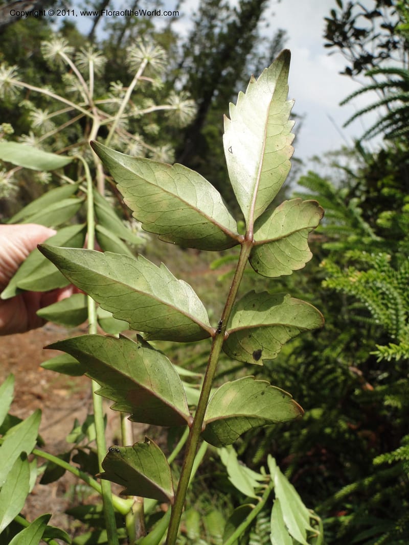 Myodocarpus fraxinifolius, (Lowry, P. P 7180)--New Caledonia. Mont Dore. 20 Jan 2010. 1842 (13).JPG