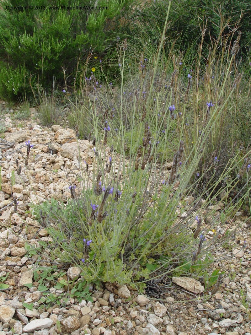 Lavandula multifida--Cabo de Gata. 16 Apr 04. 369.jpg