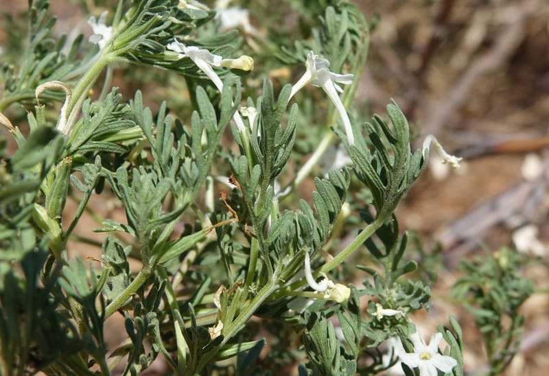 Chascanum pinnatifidum, L. Nanyeni 1170--Namibia. Hwy B1, rest stop at odom 161. 16 Mar 2018. DSC01241 (36).JPG