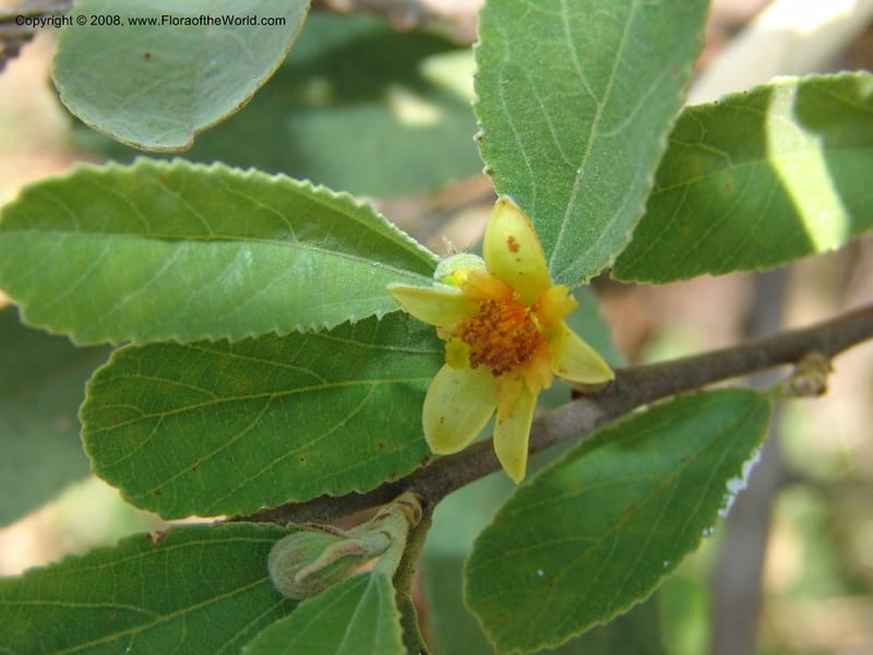 Grewia flava--So.Africa. Mpumal. S of Burgersfort. 16 Mch 05. 255.jpg