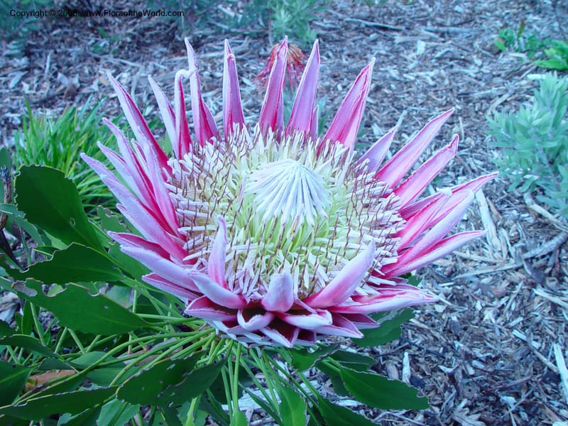Protea cynaroides, 194.78--So. Africa. Cape Province. Kirstenbosch Bot. Gard. 20 Nov 02. 076.jpg