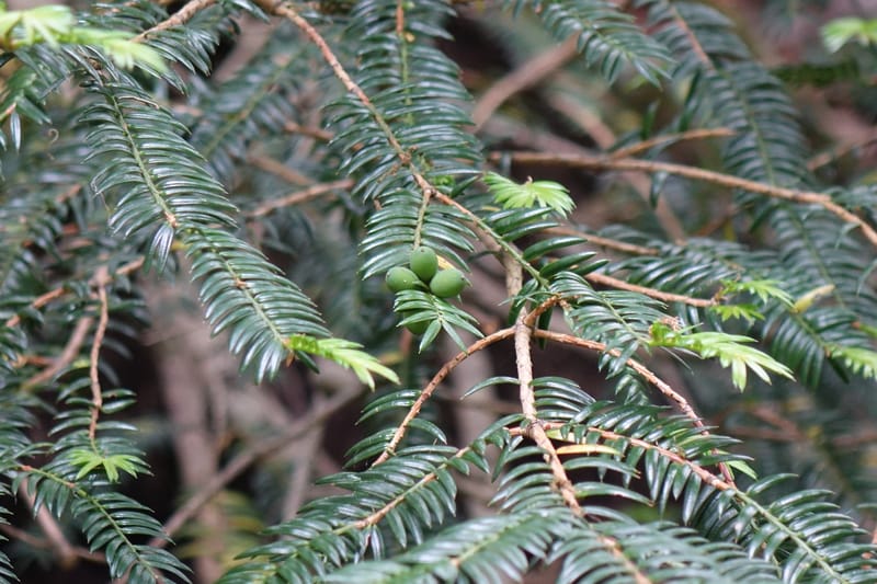 Torreya nucifera--Japan. Niigata. Trail along Sekikawa River. 29 May 2016. DSC05504 (111).JPG
