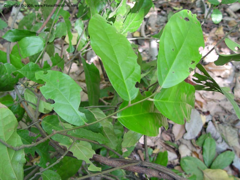 Lavigeria macrocarpa--Cameroon. Limbe Botanic Garden. 7 Dec 03. 095.jpg