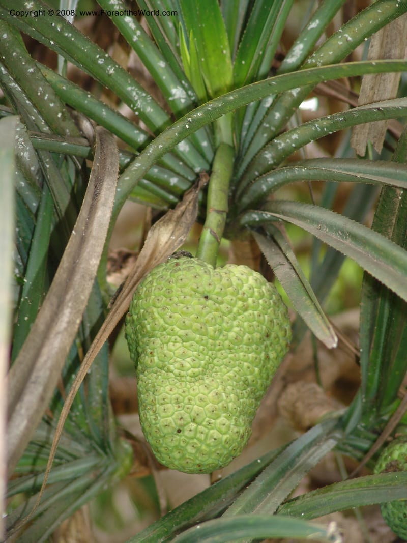 Pandanus--Madag. Antananarivo. Parc Bot. Zool. Tsimbazaza. 25 Jan 06. 115.jpg