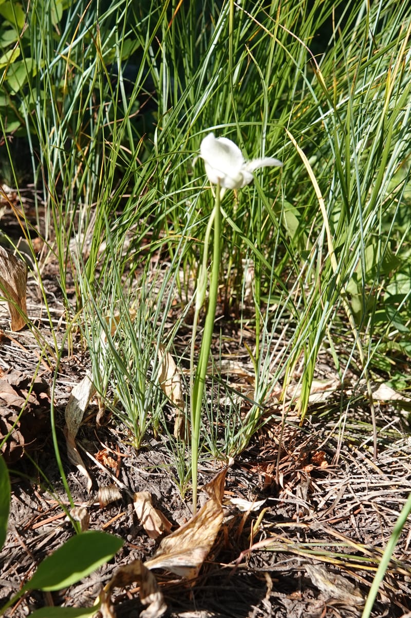 Calochortus apiculatus, C. Davidson 13820--ID. Benewah Co. Reed's Gulch Rd. FR 550. 8 Jul 2018. DSC05956 (273).JPG