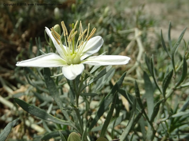 Peganum harmala, Davidson, C 12436--Georgia (Caucasus). Kakheti Region. (Kiziki). Toward Vashlovani. 6 Jun 2014. DSC07328 (472).JPG