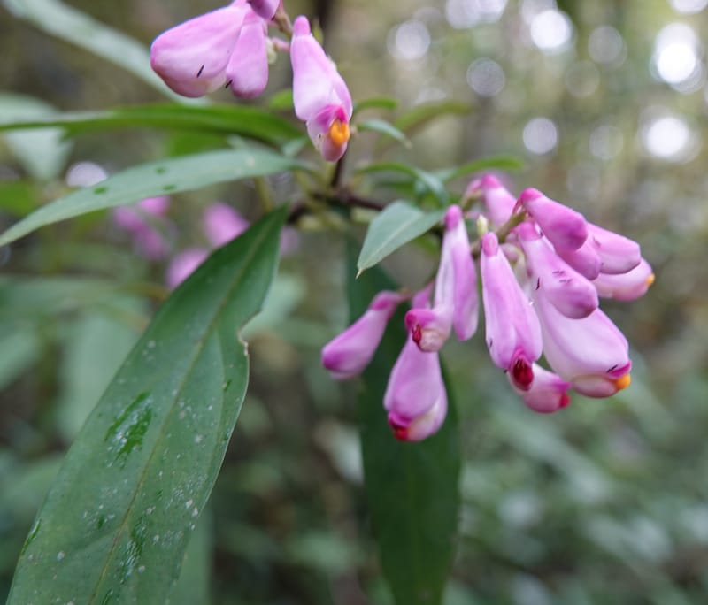 Polygala karensium, D. Boufford 44124--China. Yunnan. Da Wei Shan. 2 May 2018. DSC01093 (23).JPG