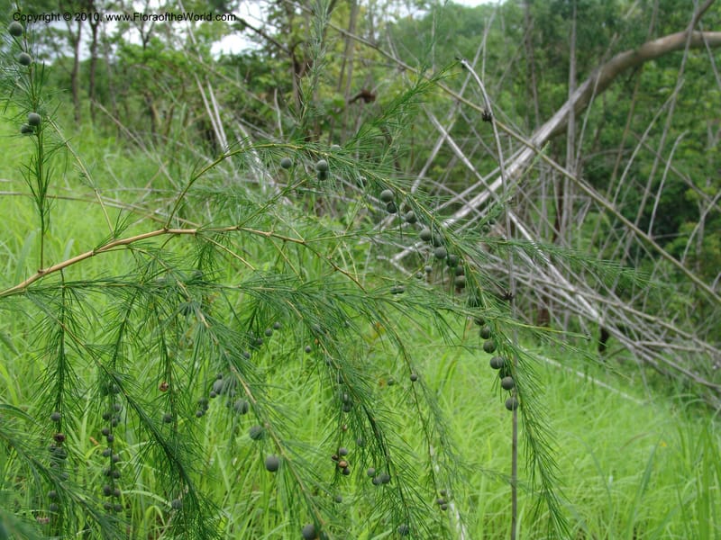 Asparagus flagellaris, G. Simon 1482--Tanz.  Ca. 14 km N of Mahenge. 19 Feb 06. 067 (5).jpg
