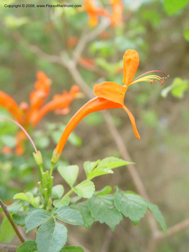 Tecoma capensis--So. Africa. Zululand.  Hluhluwe Game Res.  29 Sept. 03 021.jpg