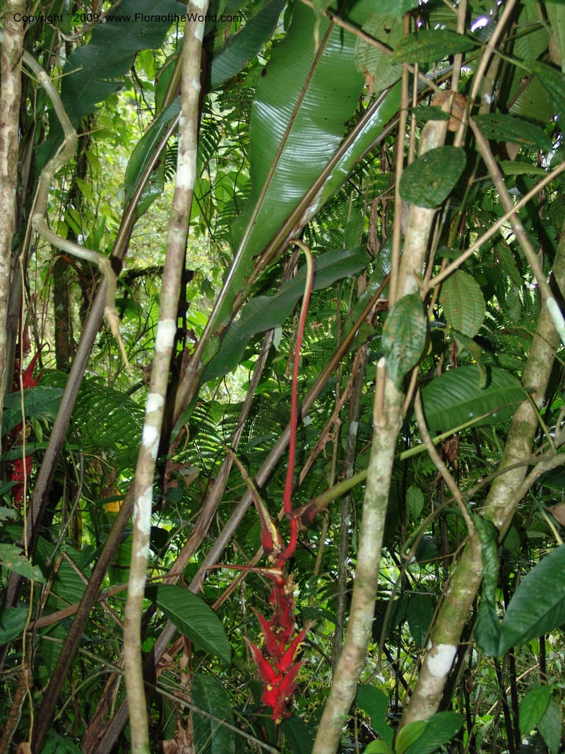 Heliconia, Croat94844--Ecuador. Prov. Carchi. El Chical-Penas Blancas. 19 Feb 05. 220.jpg