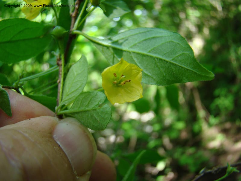 Saracha, WDStevens27284--Nicaragua. Matagalpa. Kukamonga N of Esteli. 17 Jun 08. 006.jpg