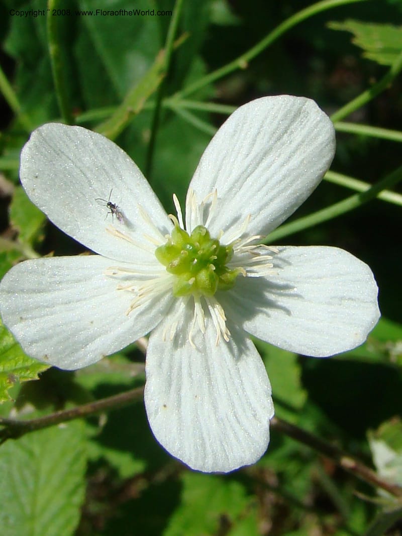 Ranunculus aconitifolius, CDavidson11256--Slovenia. Gorenska Reg. Velika Planina. 6 Jul 08. 183.jpg