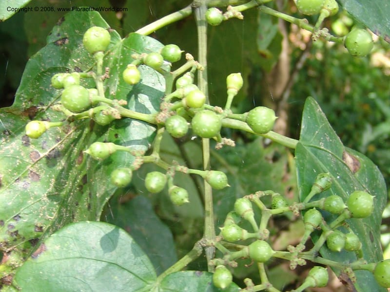 Cissus verticillata, AAraujoM1542--Bolivia. P. Nac. Madidi. Chalalan, Rio Tuichi. 24 Nov 04. 044.jpg