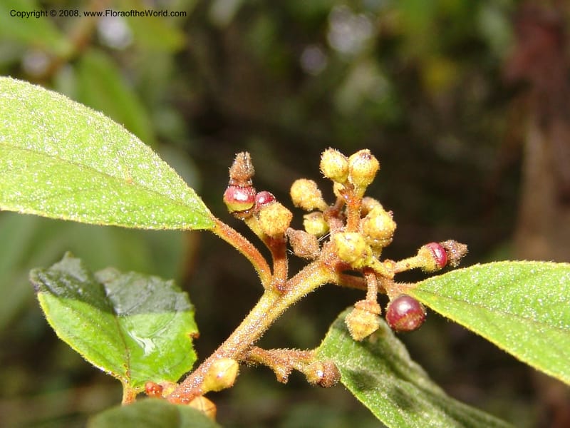 Rhamnus--Peru. Macchu Pichu. 23 Oct 07. 184.jpg