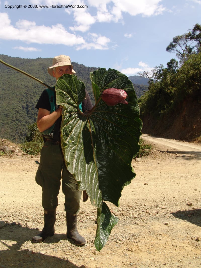 Anthurium gualeanum, Croat93239--Ecuador. Prov. Pichincha. Old hwy Quito to Sto. Domingo.   12 Aug 04. 12 Aug 04. 120.jpg