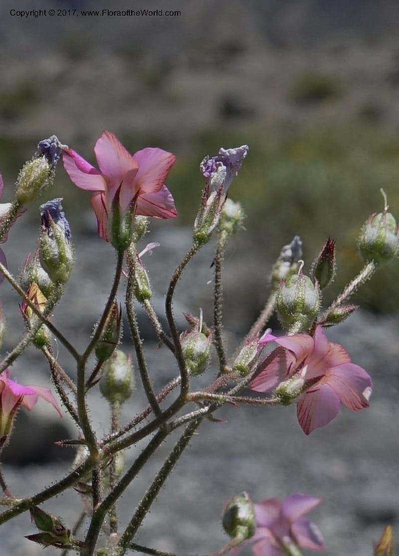 Gilia latifolia, Davidson, C 13078--California. Inyo Co. Last Chance Mts. 16 Apr 2016.  (141).JPG