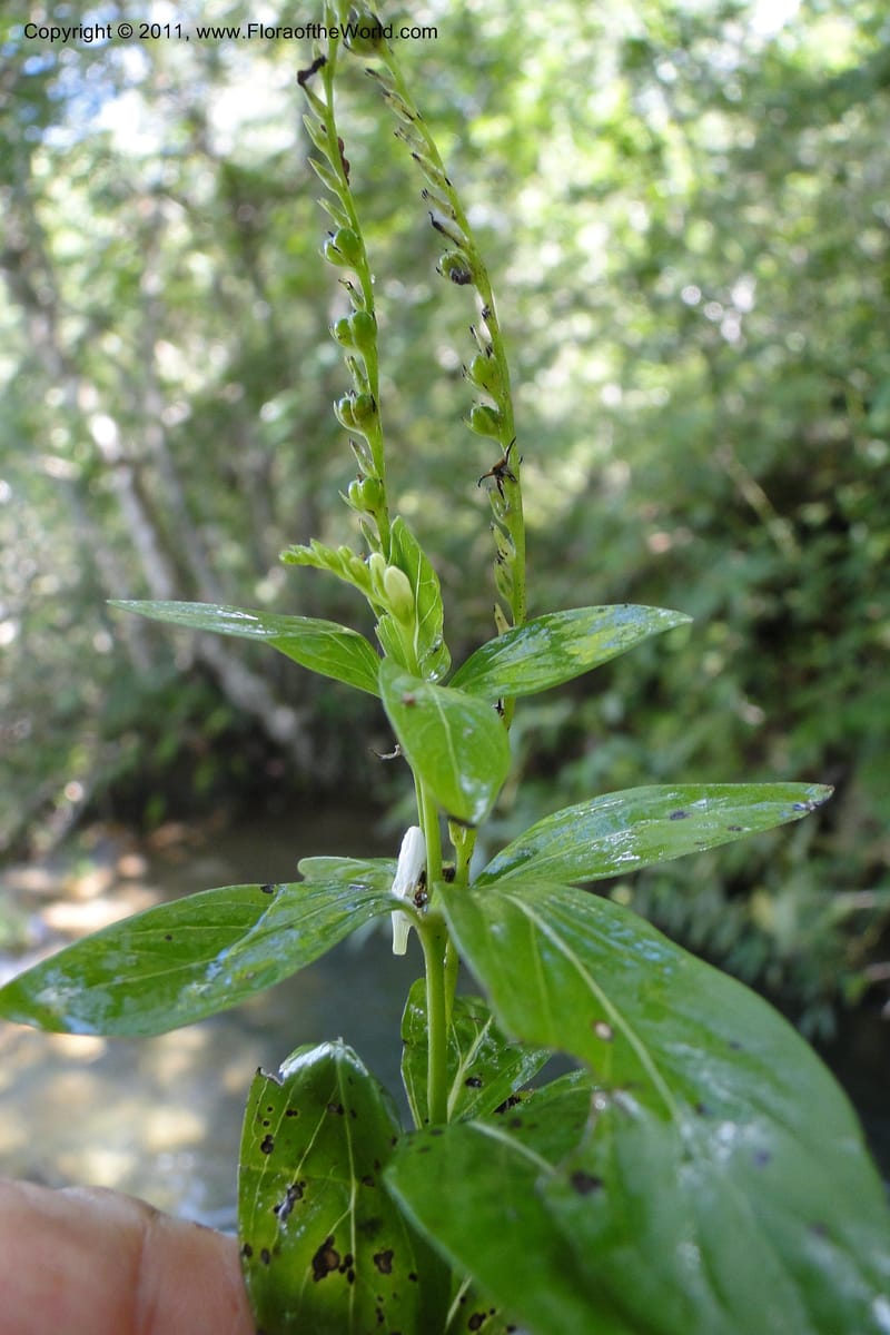 Spigelia, W. D. Stevens 31274--Paraguay. Edo. Concepcion. Garay Cue. 21 Mar 2011. 304 (9).jpg