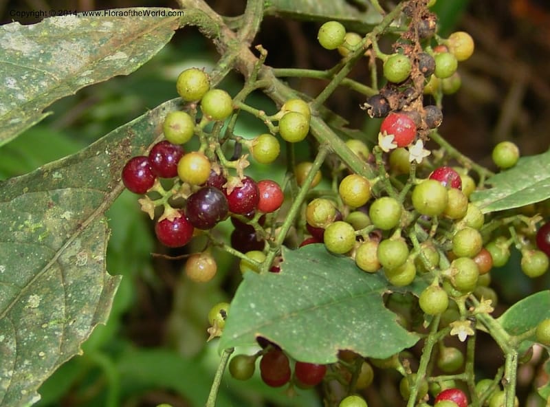 Ardisia, Croat 95845--Ecuador. Maquipucuna Biol. Res. Send. del Rio. 13 Mar 06. 358 (4).jpg