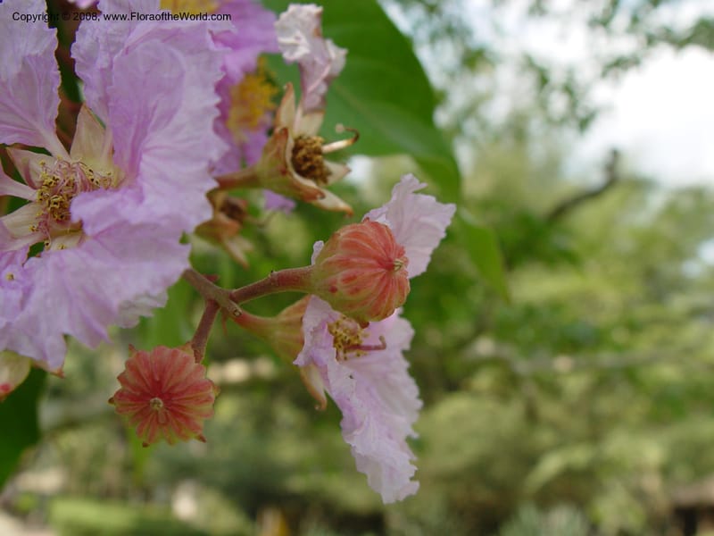 Lagerstroemia speciosa--Ghana. Aburi Botanic Garden. 10 Dec 03. 100.jpg