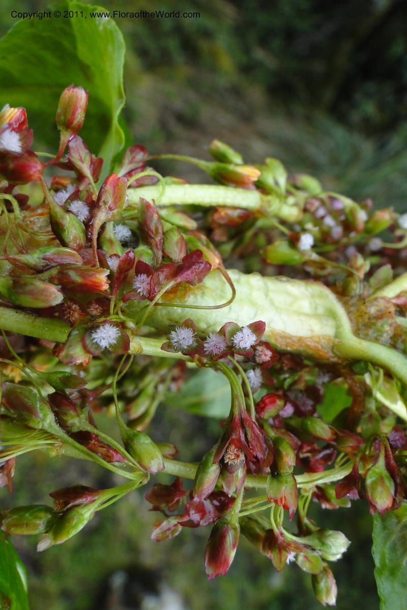 Rumex tolimensis, Ulloa 1994--Ecuador. Napo. Papallacta to Baeza. 1 Jun 2011. 376 (2).jpg