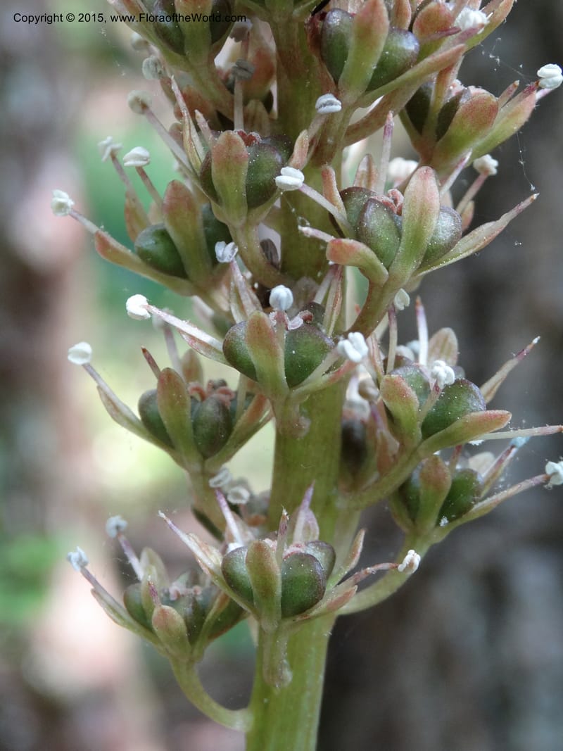 Helonias bullata, Not collected--North Carolina. Trans. Co. W Cradle of For. 11 May 2015. DSC03837 (105).JPG