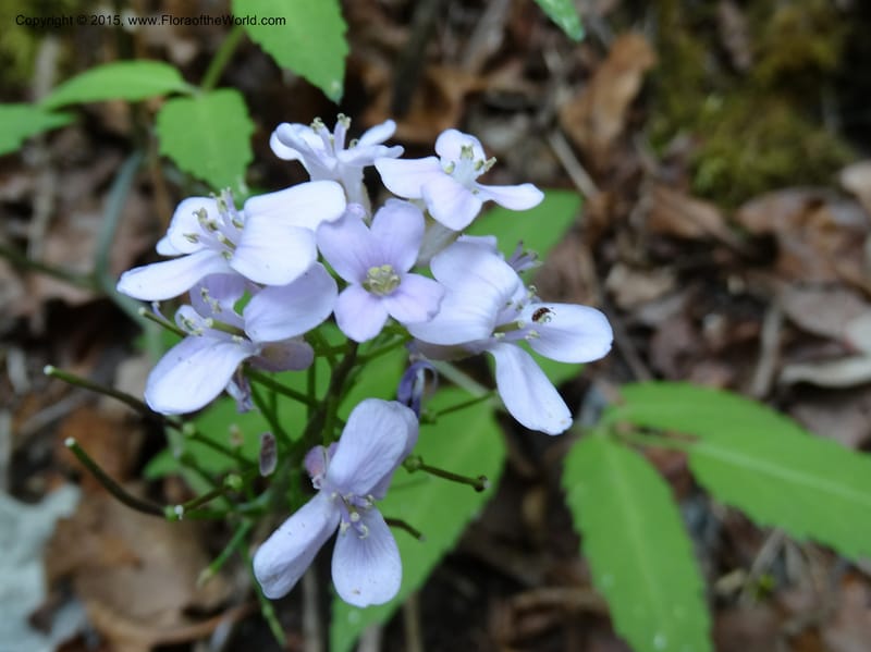 Cardamine macrophylla, Boufford, D 43604--China. Sichuan. ShaShiDuo. 8 May 2014. DSC04232 (99).JPG