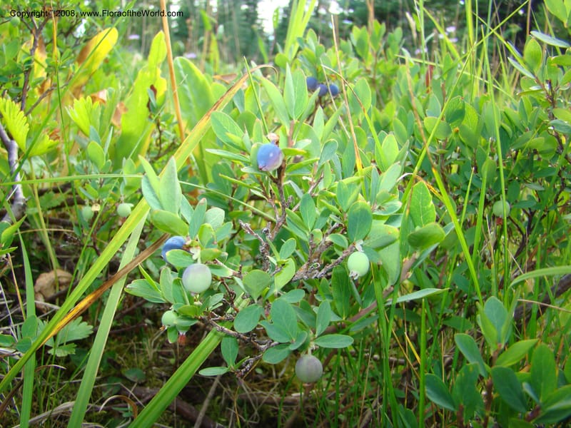 Vaccinium occidentale, CDavidson11283--ID. Idaho Co. Granite Lake. 25 Aug 08. 043.jpg