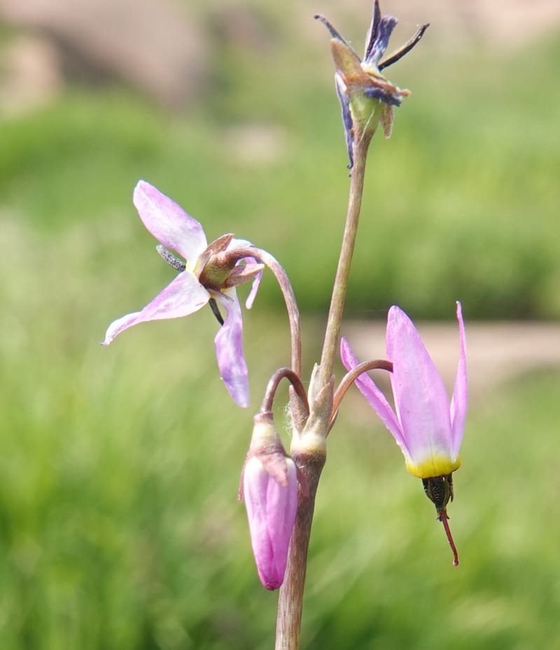 Dodecatheon alpinum, Davidson 14247--OR. Harney Co. Steens Mtn. July 2021. DSC09986 (1148).JPG