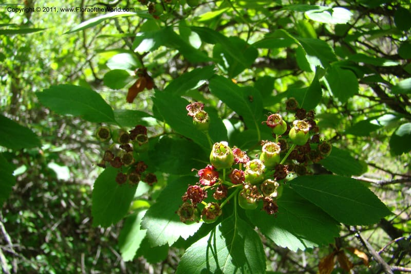 Crataegus douglasii, C. Davidson 11396--Idaho. Idaho Co. Salmon River. Shepp Ranch. 28 May 2009. 101.jpg