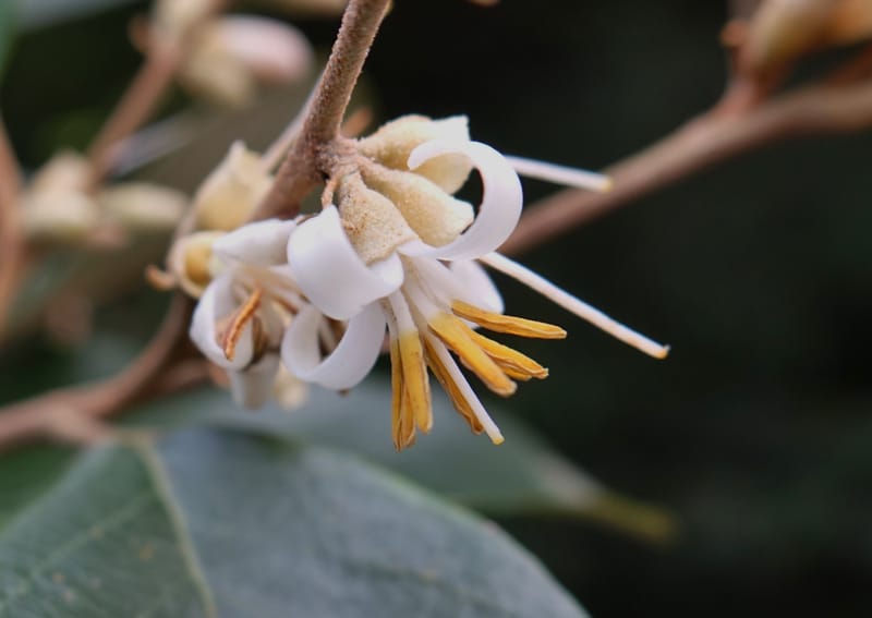 Styrax suberifolia, Chung Kuo-Fang 3354--Taiwan. Wulai Distr. Wulai village. Chia Jiao Liao. 19 May 2016.  (30).JPG