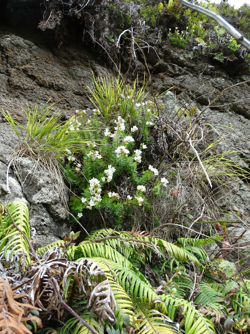 Wahlenbergia fernandeziana, Ricci, M 554.15--Chile. Juan Fernandez. Mirador Selkirk. 23 Feb 2015. DSC09106 (38).JPG