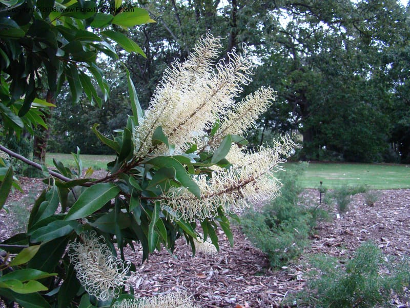 Buckinghamia celsissima--Australia. Royal Botanic Garden, Melbourne. 19-20 Mch 08. 406.jpg