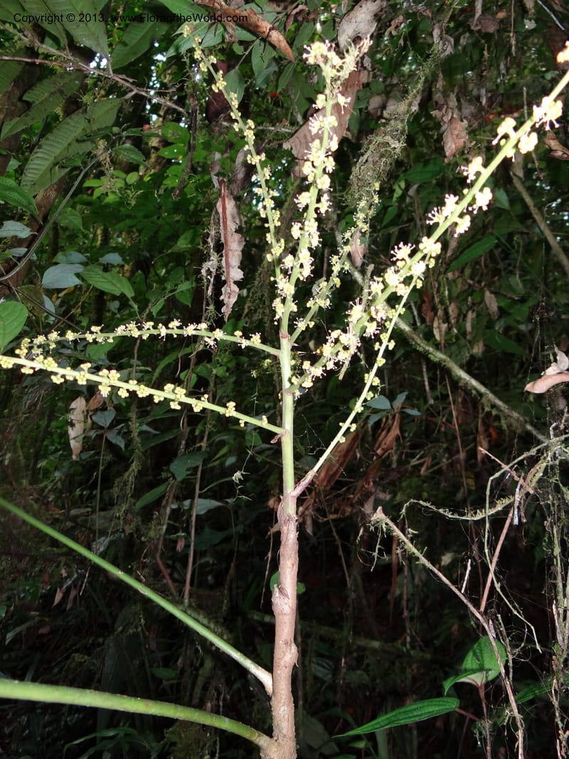 Schefflera bipalmatifolia, SAN.153212--Malaysia, Sabah. Mt. Kinabalu. 5 Apr 2012. DSC06767 (125).JPG