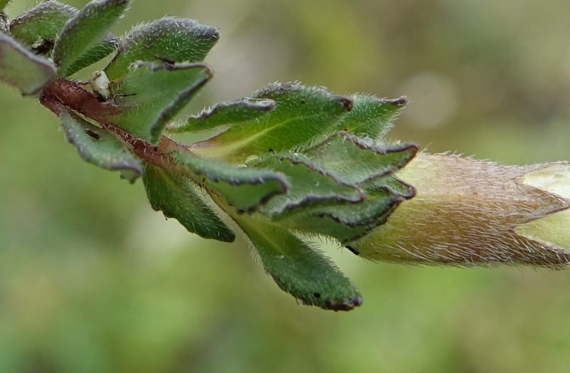 Cyananthus incanus, D. Boufford 44022--China. Sichuan. Daocheng Xian. 14 Aug 2017. DSC05676 (234).JPG