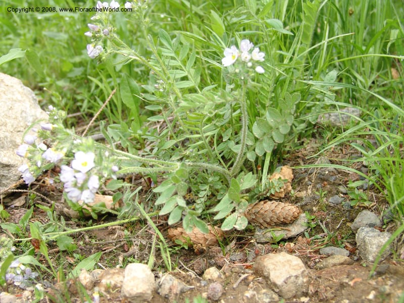 Polemonium pulcherrimum, CDavidson10944--ID. Adams Co. Brundage Mtn Rd. past ski lodge jct. 5 Jul 06. 042.jpg