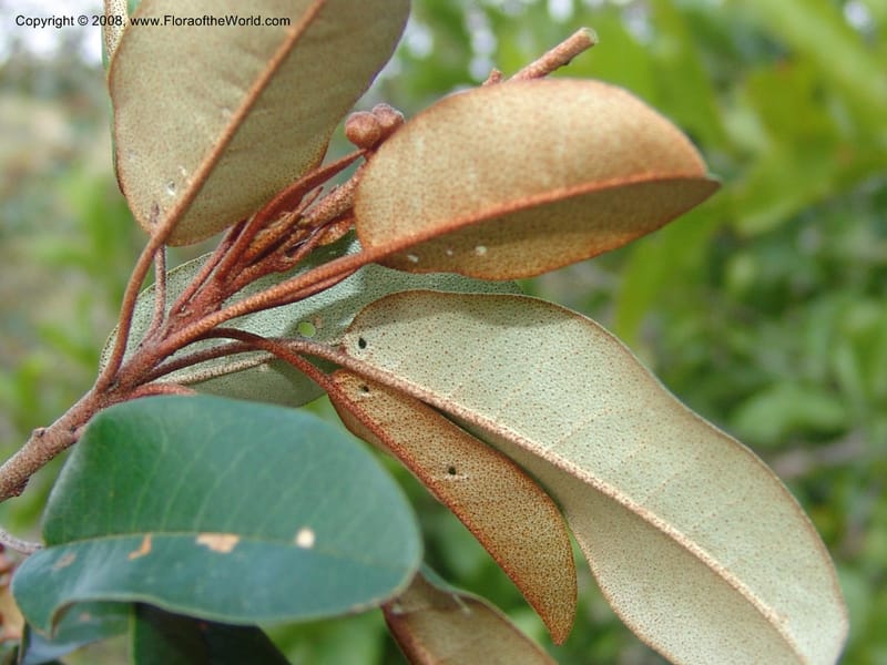 Croton gratissimus--So. Africa. Lowveld Nat. Bot. Gard. 14 Mch 05. 254.jpg
