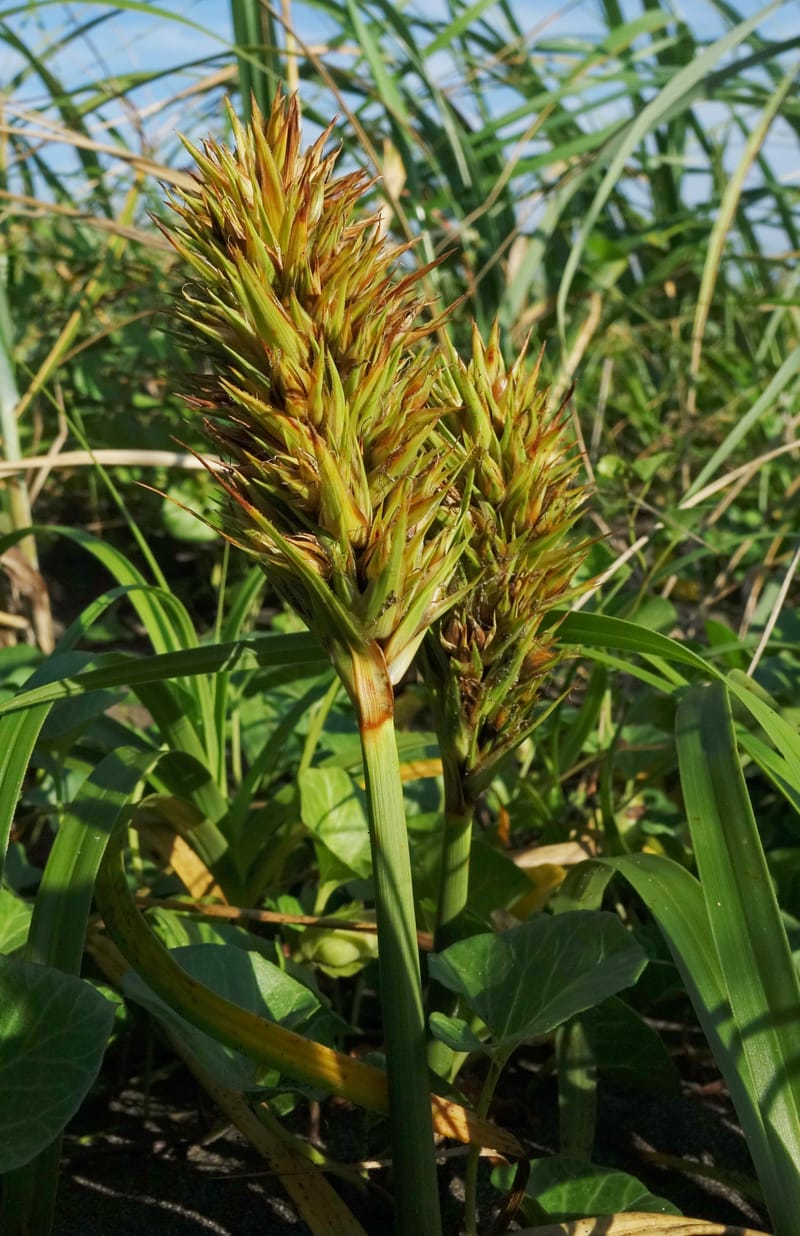 Carex macrocephala var. kobomugi--Japan. Hokkaido. Toyotomi-cho. 4 Aug 2016. DSC01106 (30).JPG