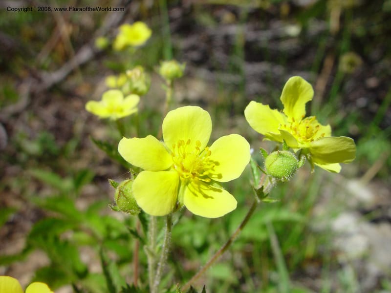 Potentilla, CDavidson10987--ID. Valley Co. Payette Lake. 12 Jun 03. 062.jpg