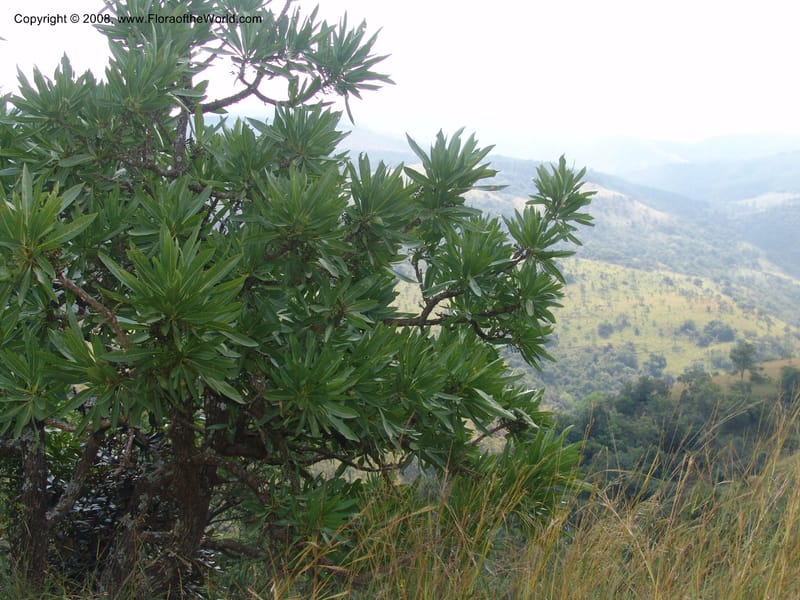 Pavetta edentula--So.Africa. Mpumal. Buffelskloof Private Nat. Res. 17 Mch 05. 115.jpg