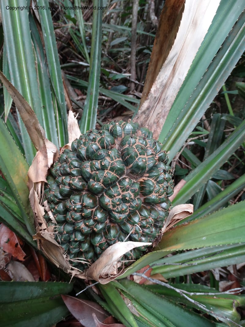 Pandanus occultus, Callmander, C 1183--Sabah. G. Silam. 1 Oct 2014. DSC00937 (220).JPG