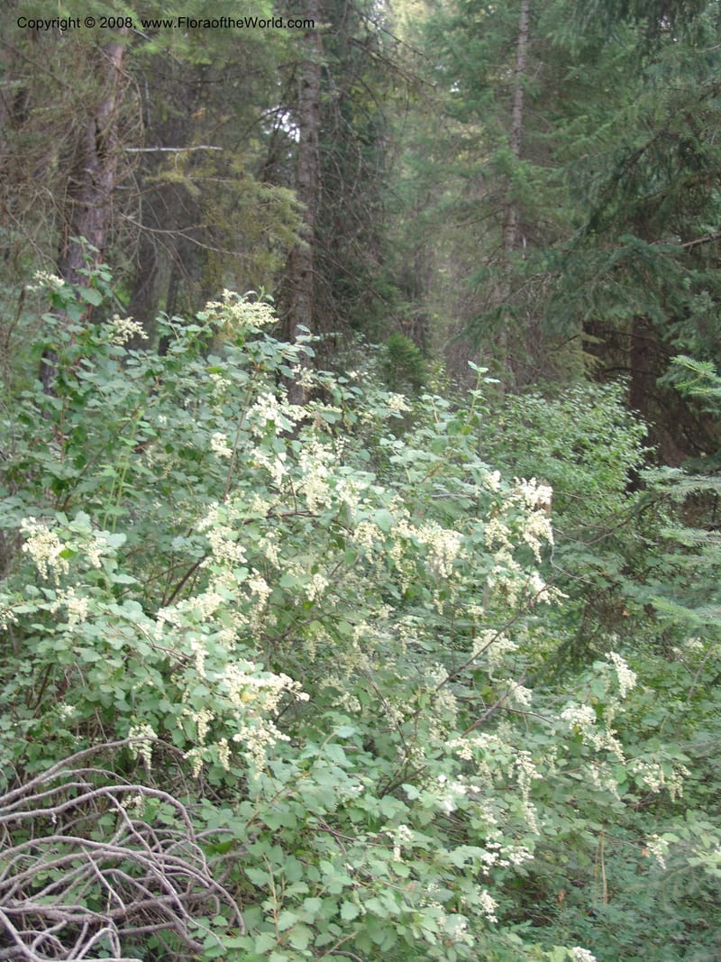 Holodiscus discolor, CDavidson11109--ID. Adams Co. For. Serv. Rd. 453, to Goose Lk. 20 Jul 07. 061.jpg