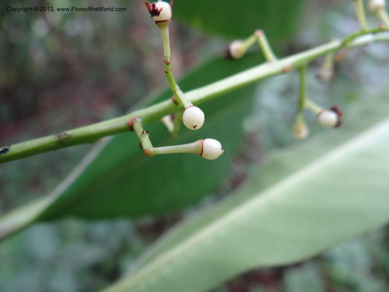 Meliosma simplicifolia, VC 5561--Thailand. Chiang Mai Prov. Doi Pha Hom Pok Nat. Park. 10 Nov 2012. DSC08349 (277).JPG