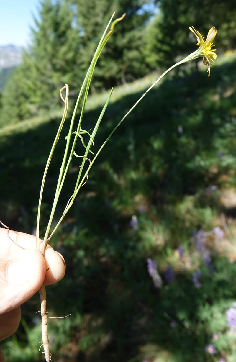 Microseris nutans, C. Davidson 13699--ID. Idaho Co. Road to Smith Knob L.O. 11 July 2017. DSC03081 (122).JPG