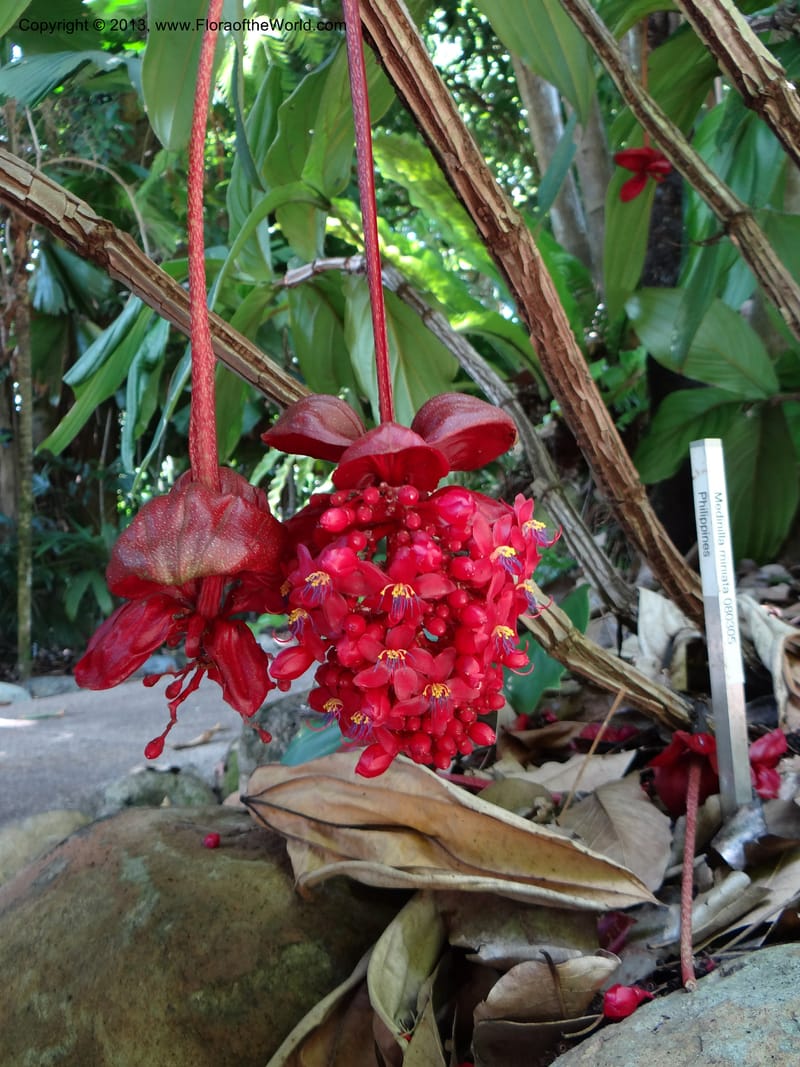 Medinilla miniata--Australia. Queensland. Cairns B. G. DSC09035 (52).JPG