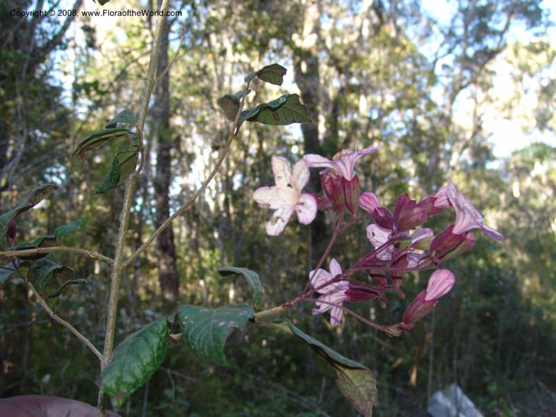 Clerodendrum, ZRogers1203--Madag. Anjozorobe, Aire Protegee, E Antsahabe. 17 Nov 06. 275.jpg