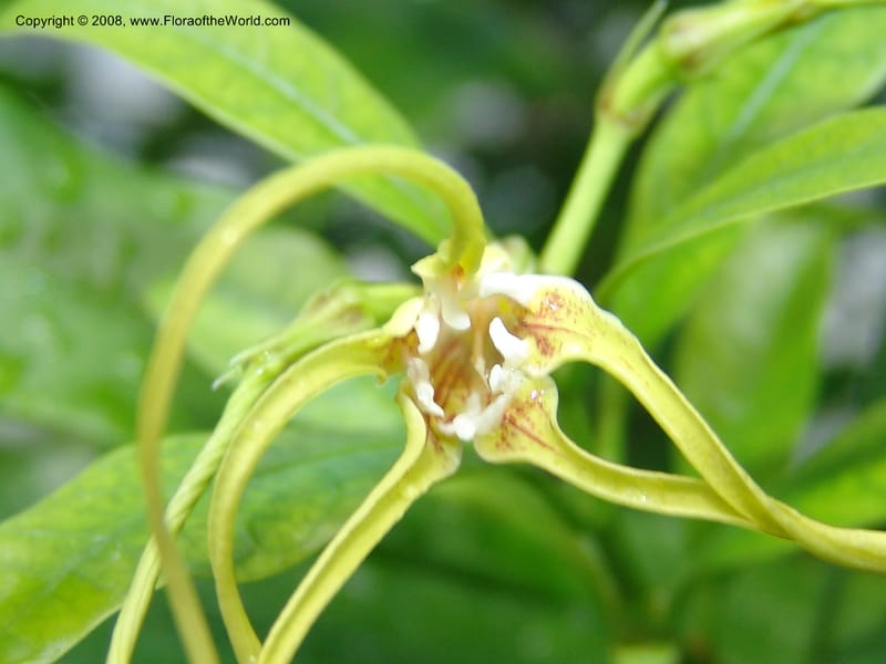 Strophanthus gratus--France. Nancy. Jard. Bot. Montet. 2 May 05. 047.jpg