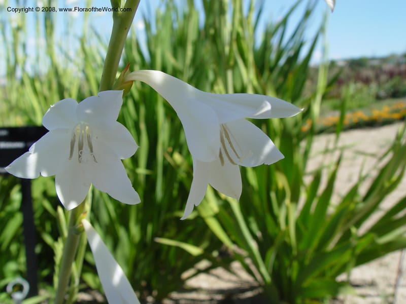 Watsonia ardernei, 2002.0182--Spain. Barcelona Botanic Garden. 19 Apr 04. 142.jpg