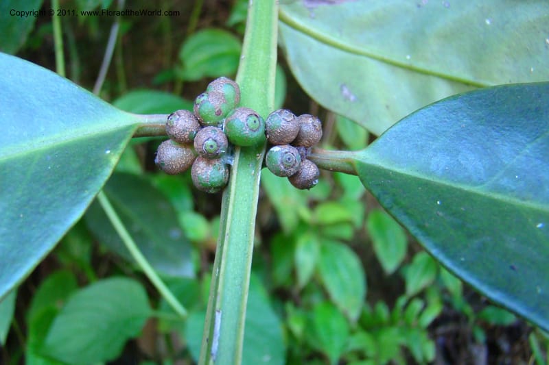 Canthium, Rogers 1214--Madagascar. Prov. Fianarantsoa. Ifanadiana. 12 Jan 09. 112 (8).jpg